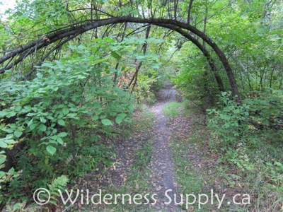 Abandoned road